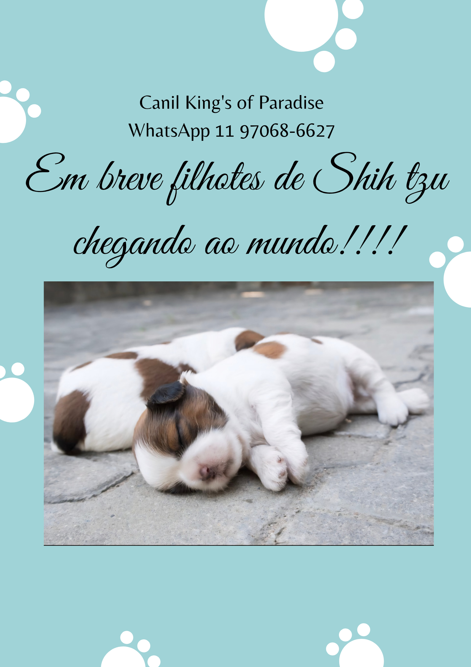 Filhote